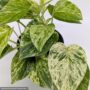 Pothos – Marble Queen – 4″ Pot